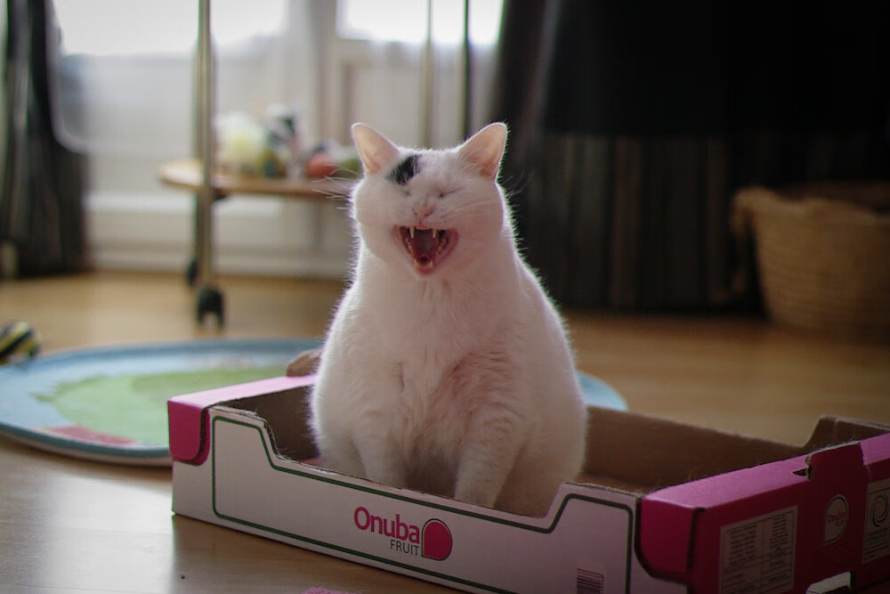 开云全站-“意甲明星连续发光，球队士气爆棚”，意甲现役十大球星