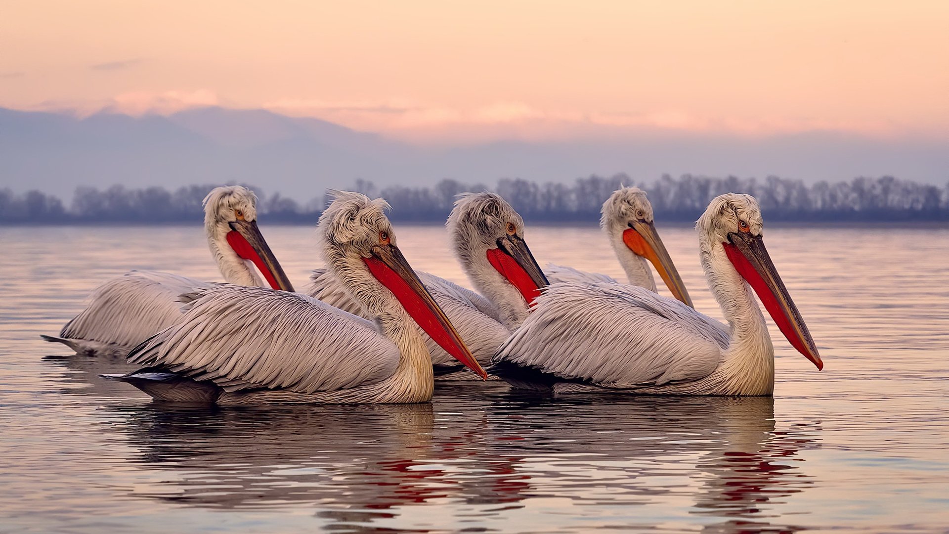 开云入口-冰壶巡回赛：冷静裁判的策略对决，冰壶裁判法